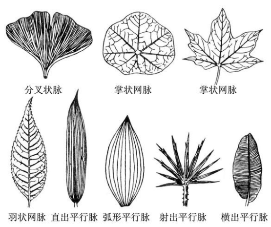 中班艺术教案 | 再不开展就晚啦！有趣的叶子系列活动~-幼师课件网第7张图片