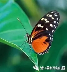 中班主题活动《飞呀飞》飞呀飞呀，我的骄傲放纵~-幼师课件网第3张图片