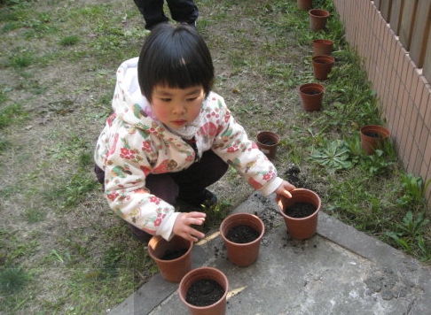 幼儿蒙活动--植物栽培-幼师课件网第1张图片