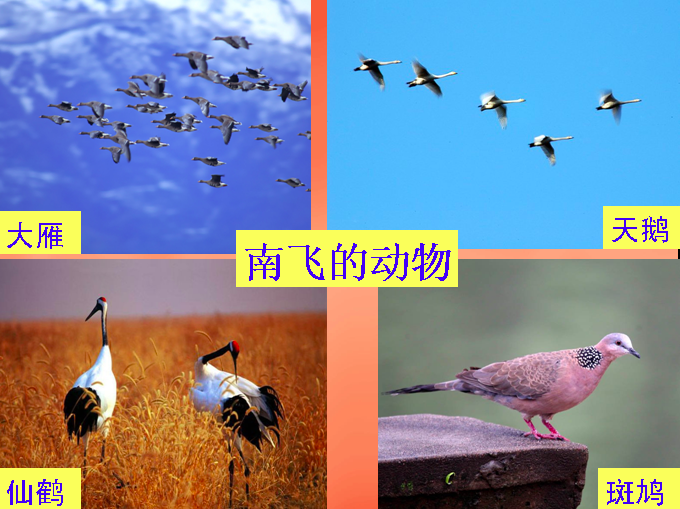 大班科学活动 | 《动物怎样过冬？》-幼师课件网第7张图片