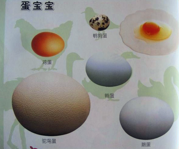 中班综合获奖教案：煎蛋？煮蛋？-幼师课件网第2张图片