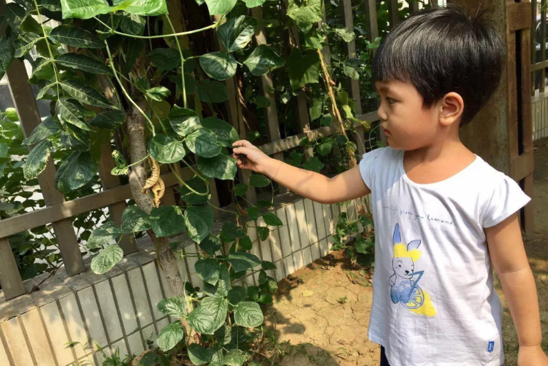 立秋节气活动 | 这10个有趣的活动，带孩子了解时令的秘密-幼师课件网第21张图片