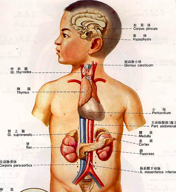 大班科学教案——心跳咚咚咚-幼师课件网第2张图片
