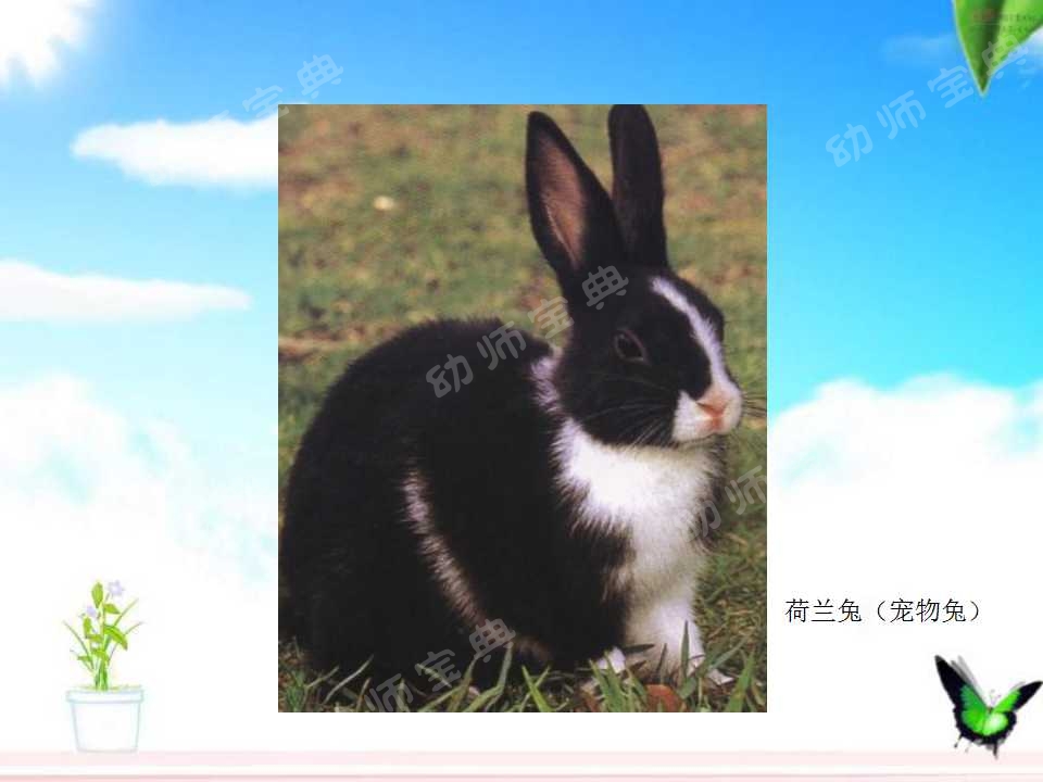 小班科学教案——认识小兔子-幼师课件网第10张图片