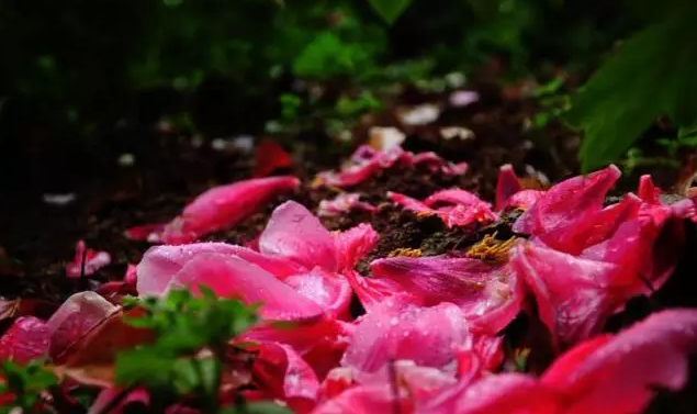 二十四节气第六节 | 谷雨：雨生百谷春欲尽，花事阑珊赏牡丹-幼师课件网第36张图片