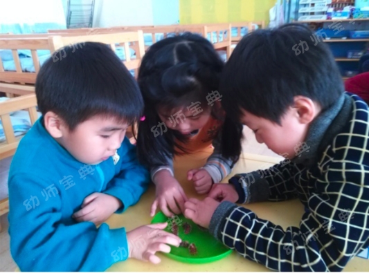 连续性探究活动 | 小芽苞里的秘密-幼师课件网第9张图片
