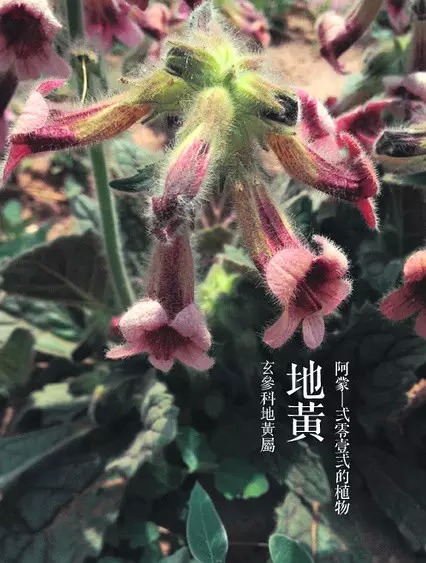 春天赏花图示：随时告诉小朋友这叫什么花-幼师课件网第29张图片