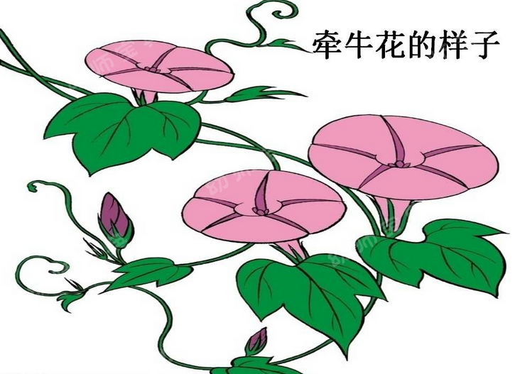 教学反思原来这样写（案例：大班折纸活动——牵牛花）-幼师课件网第20张图片