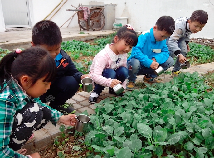 大班主题活动《蔬菜总动员》，自己种的蔬菜做的饭最美味~-幼师课件网第6张图片