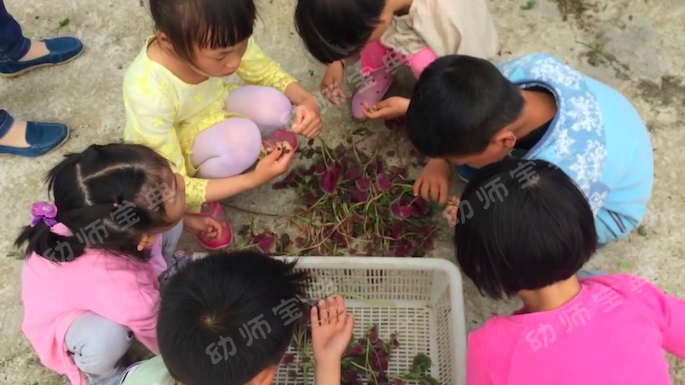 大班主题活动《蔬菜总动员》，自己种的蔬菜做的饭最美味~-幼师课件网第11张图片