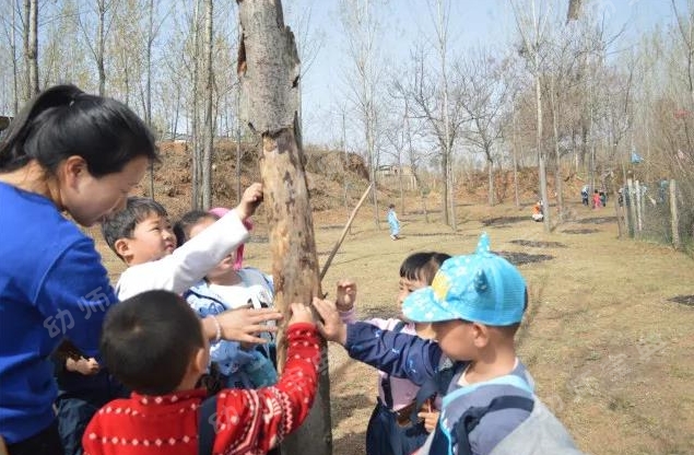 户外自然课程 | 《神奇的树皮》-幼师课件网第35张图片