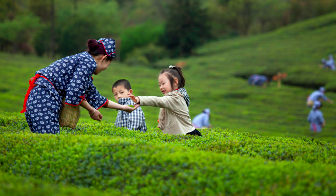 【悠悠茶香浓】一套详尽的茶文化主题活动（含主题墙、活动区设计）-幼师课件网第1张图片