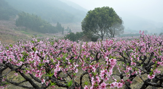 大班认识水果：水蜜桃-幼师课件网第3张图片