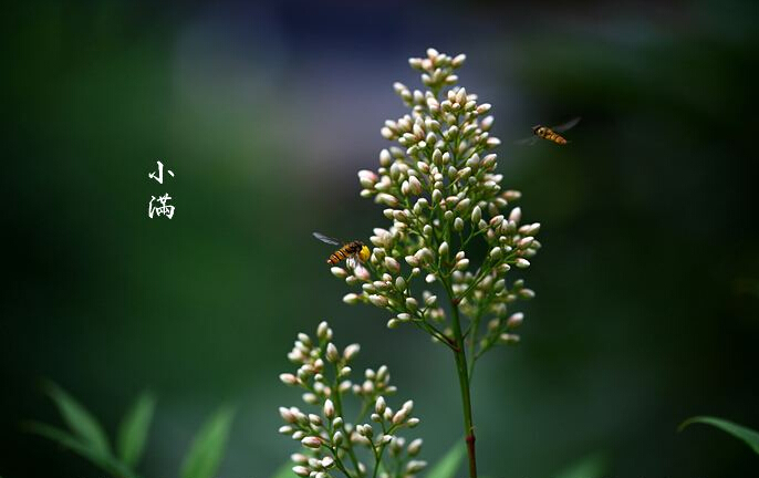 小满活动 | 10个奇妙的节气活动，带你体味其中的人生道理-幼师课件网第5张图片