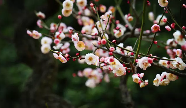 二十四节气 | 立春，天下雷行而育万物-幼师课件网第22张图片