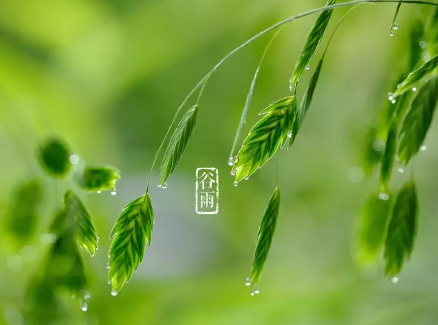 二十四节气第六节 | 谷雨：雨生百谷春欲尽，花事阑珊赏牡丹-幼师课件网第27张图片