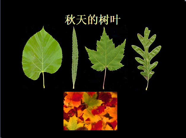 布朗老师的美术课之拼色树叶-幼师课件网第2张图片
