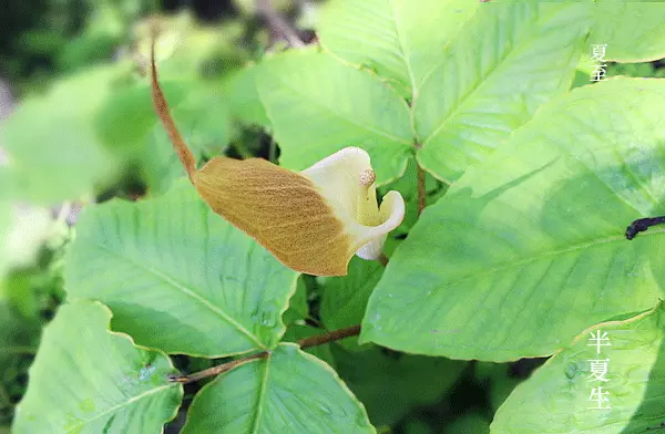 二十四节气第十节 | 夏至：映日荷花别样红，吃碗凉面早点睡-幼师课件网第8张图片