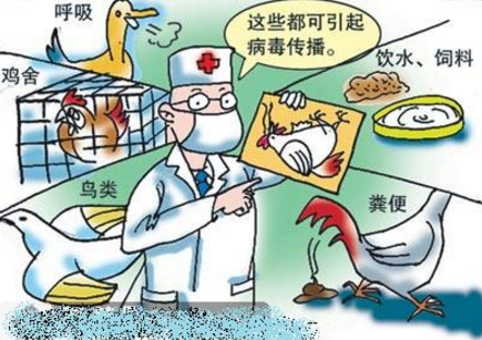 小班健康教案 | 禽流感来了，我不怕-幼师课件网第7张图片