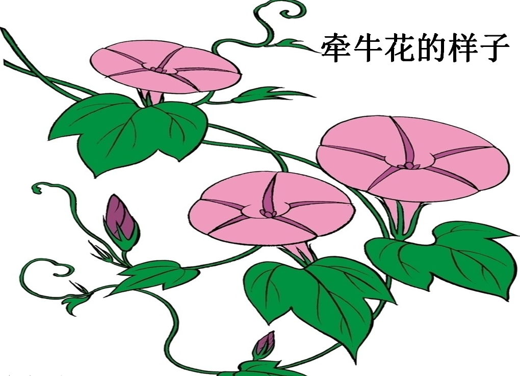 教学反思原来这样写（案例：大班折纸活动——牵牛花）-幼师课件网第2张图片