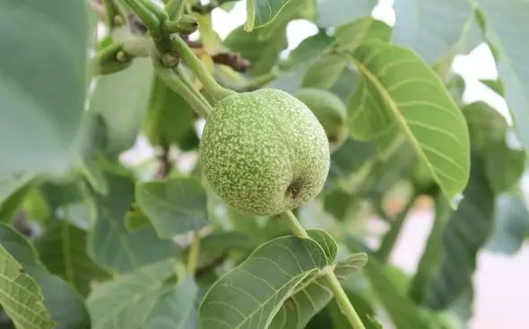 大班综合活动 |《大树的秘密》-幼师课件网第3张图片