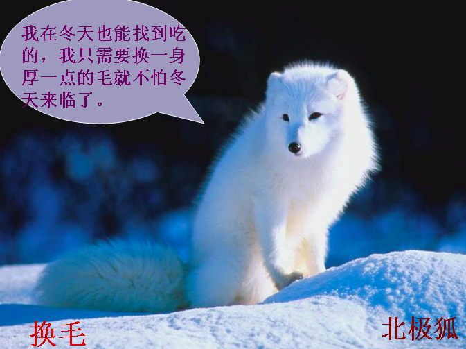 大班科学活动 | 《动物怎样过冬？》-幼师课件网第8张图片