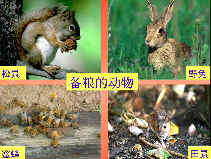 大班科学活动 | 《动物怎样过冬？》-幼师课件网第5张图片