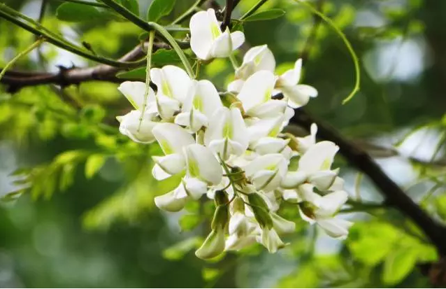 不看就晚了！花期将过，赶紧做道槐花美食吧！-幼师课件网第3张图片
