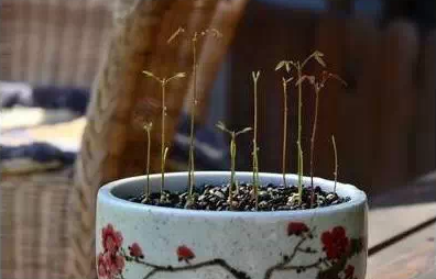 植树节，一个探索植物生长奥秘的好时节-幼师课件网第7张图片