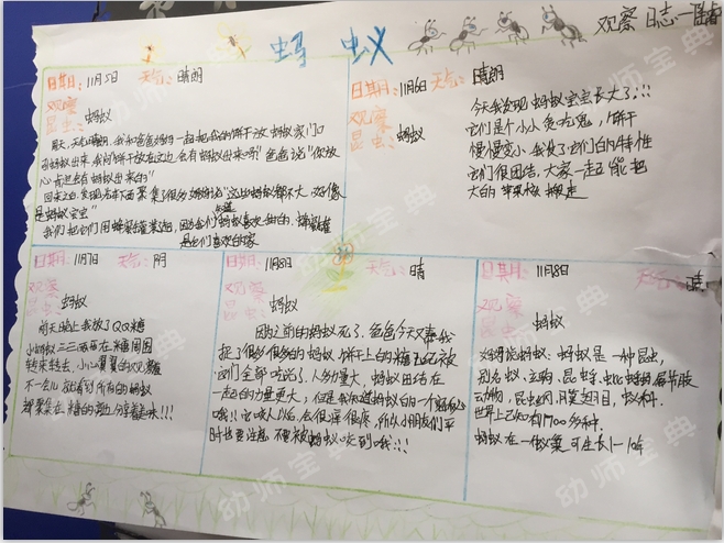 主题墙 | 《我的蚂蚁朋友》-幼师课件网第17张图片