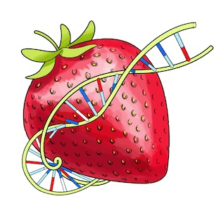 从草莓中提取DNA－科学小实验（国外）-幼师课件网第11张图片