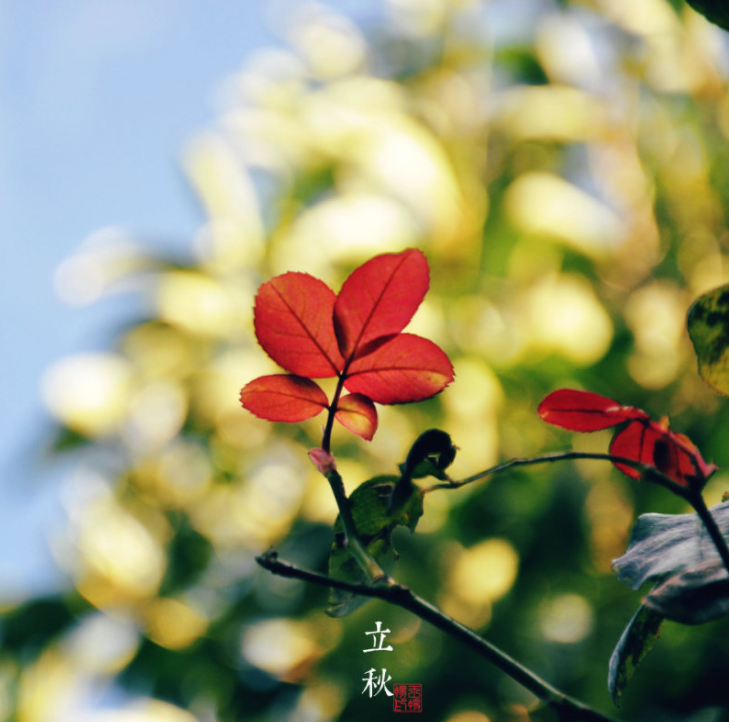 二十四节气第十三节 | 立秋：只有懂的人才能发现它的微妙-幼师课件网第17张图片