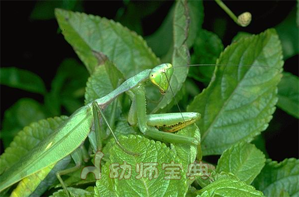 中班科学《捉迷藏的昆虫》-幼师课件网第3张图片