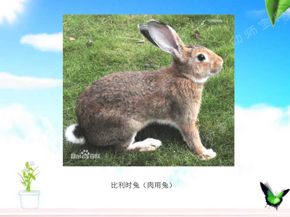 小班科学教案——认识小兔子-幼师课件网第8张图片