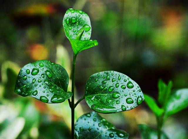 雨水节气活动 | 9个精彩好玩的节气活动，让传统文化开新颜-幼师课件网第13张图片