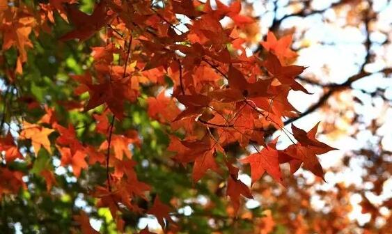 霜降节气活动 | 这8个好玩的活动，带你感受秋的清丽-幼师课件网第27张图片