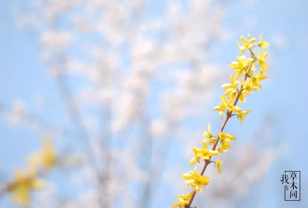 二十四节气 | 立春，天下雷行而育万物-幼师课件网第23张图片