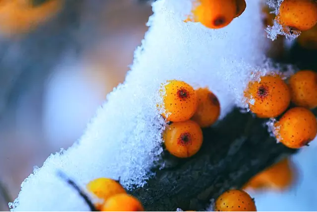 二十四节气 | 大雪：集浪漫与美食与一身-幼师课件网第7张图片