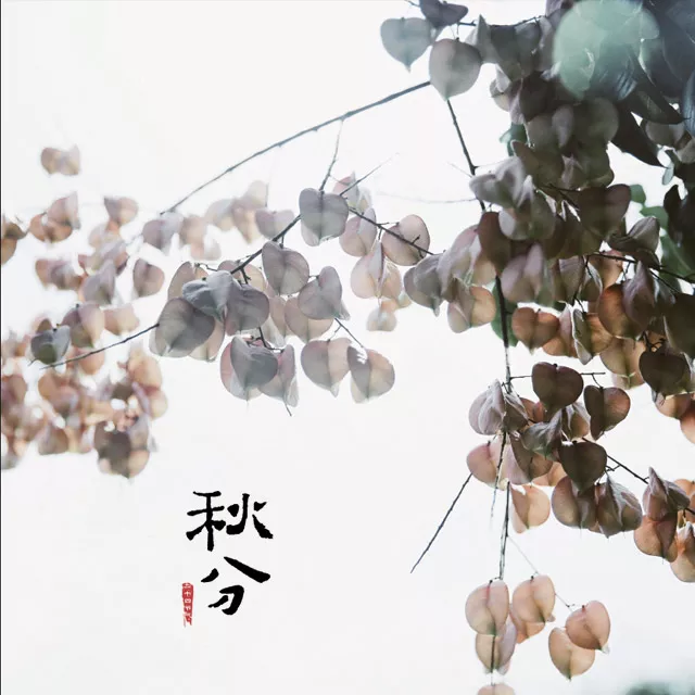 二十四节气第16节 | 秋分：丹桂飘香，蟹肥菊黄-幼师课件网第33张图片