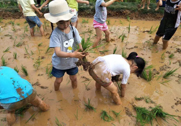 芒种节气活动 | 11个有趣的活动，带你走进忙碌的节气里-幼师课件网第26张图片