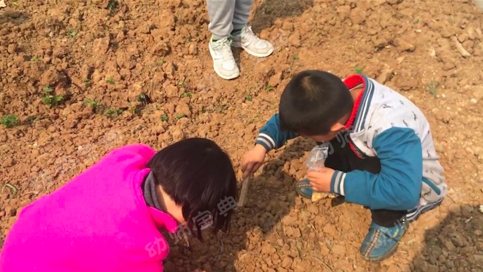 大班主题活动《蔬菜总动员》，自己种的蔬菜做的饭最美味~-幼师课件网第4张图片