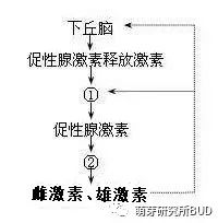 孩子吃这些食物真会性早熟? 丨关于性早熟的真相-幼师课件网第4张图片