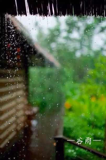 二十四节气第六节 | 谷雨：雨生百谷春欲尽，花事阑珊赏牡丹-幼师课件网第1张图片