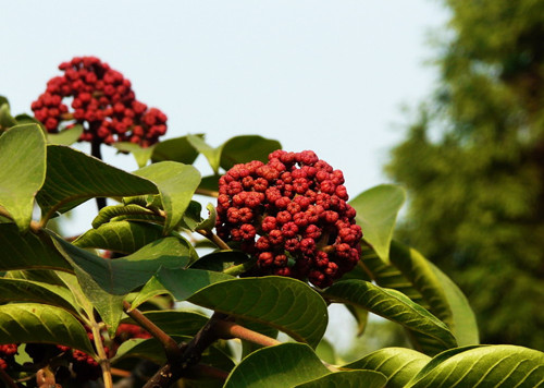 重阳节手工 | 茱萸记-幼师课件网第5张图片