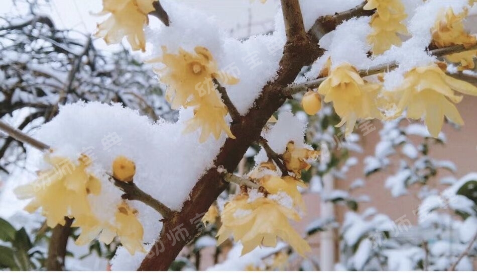 大班艺术领域美术活动 | 糖葫芦~酸酸甜甜的糖葫芦~-幼师课件网第11张图片