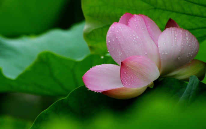 二十四节气第十一节 | 小暑：倏忽温风至，因循小暑来-幼师课件网第21张图片