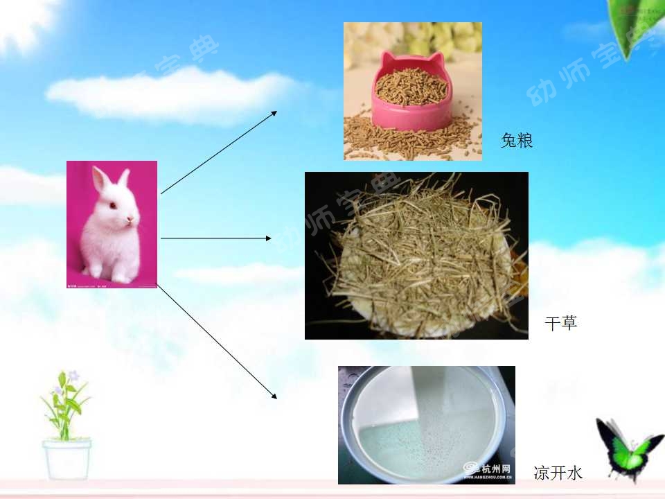 小班科学教案——认识小兔子-幼师课件网第5张图片
