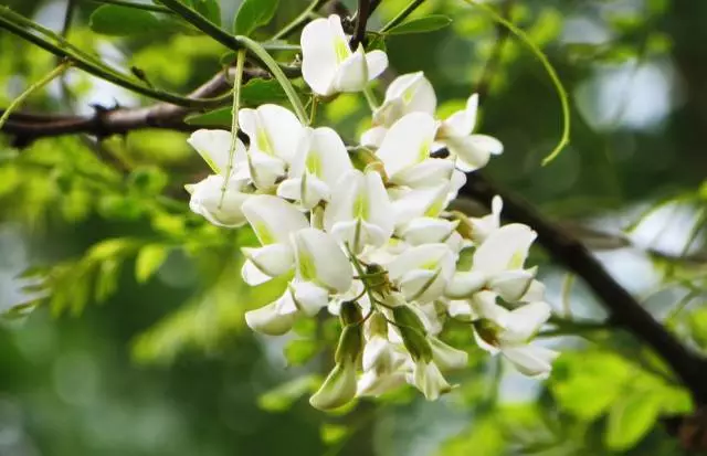 二十四节气第八节 | 小满：将满未满，期许又从容-幼师课件网第18张图片