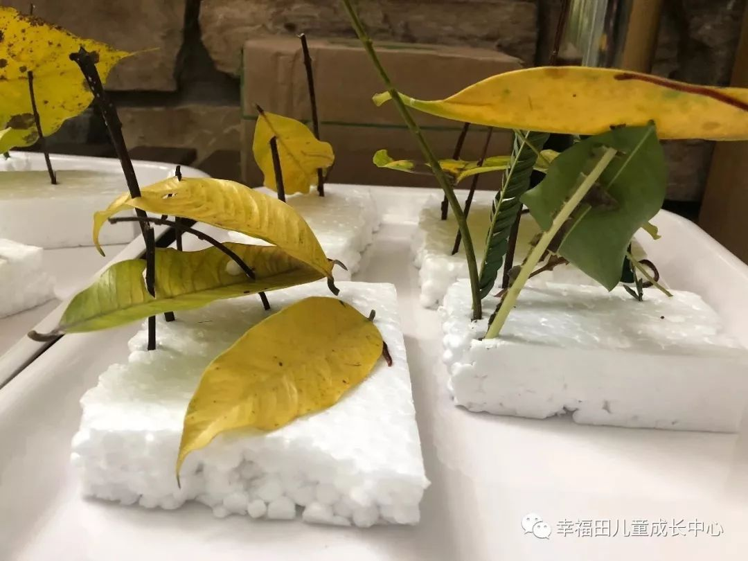 主题活动 | 孩子们的蚯蚓探究日记-幼师课件网第16张图片