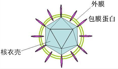 多病之春 | 幼儿园常见传染病的预防与护理（二）-幼师课件网第14张图片